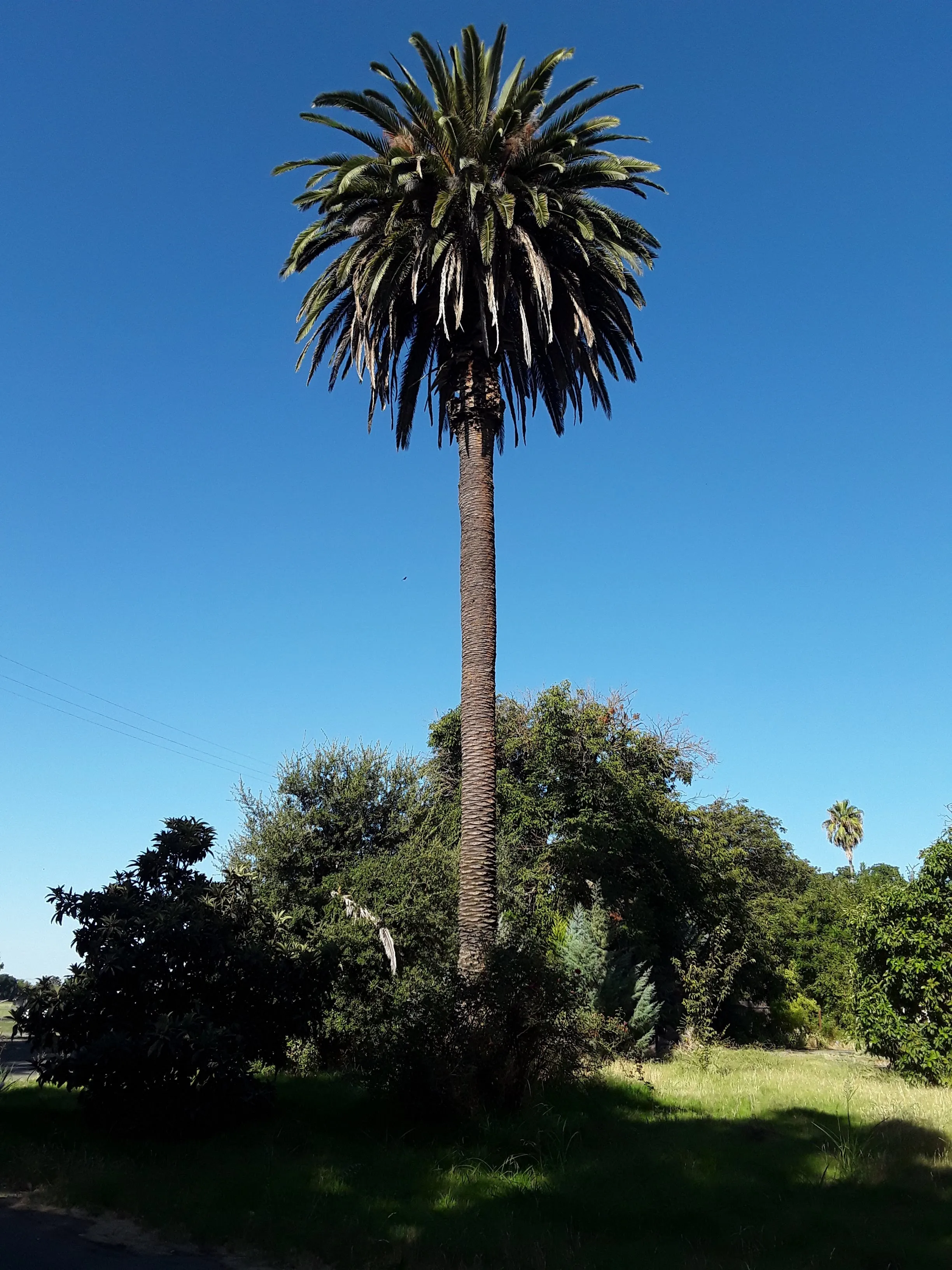 A picture of a tall, bushy palm tree.